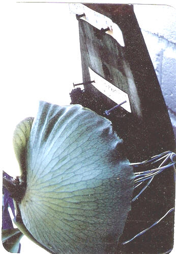 P. alcicorne detail