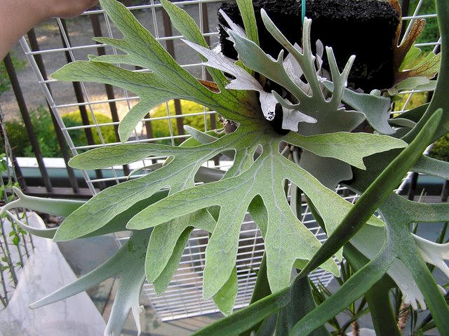P. alcicorne shield fronds