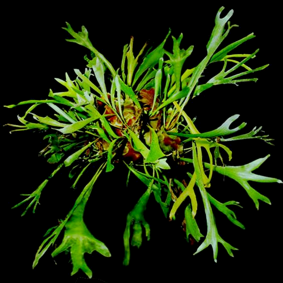 P. alcicorne specimen