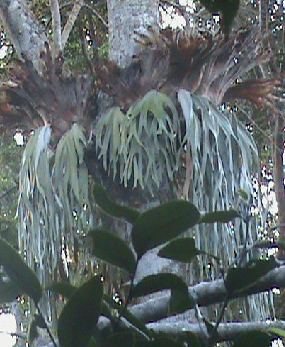 P. andinum mounted