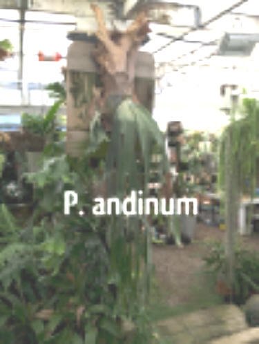 P. andinum growth