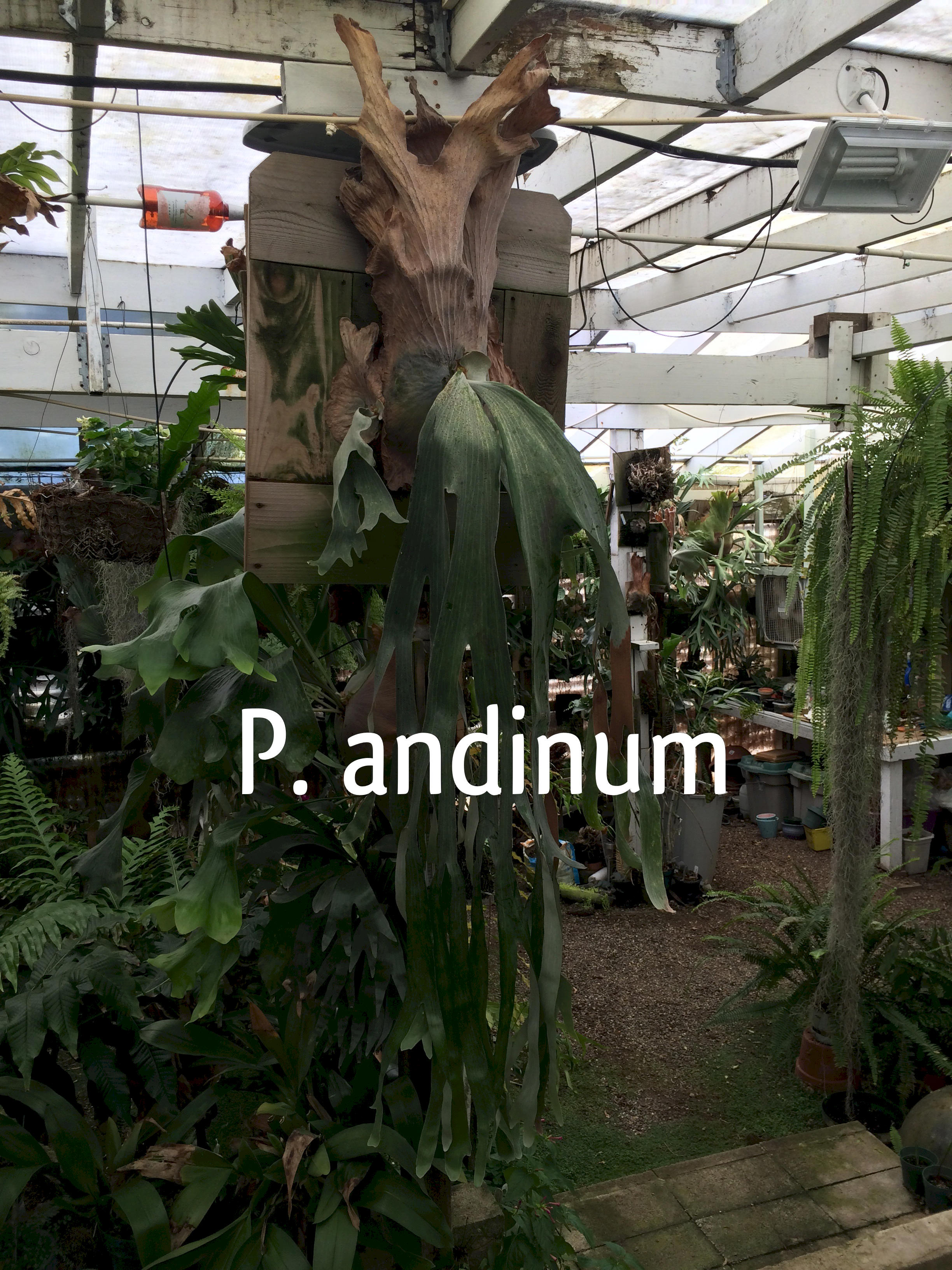 P. andinum fronds