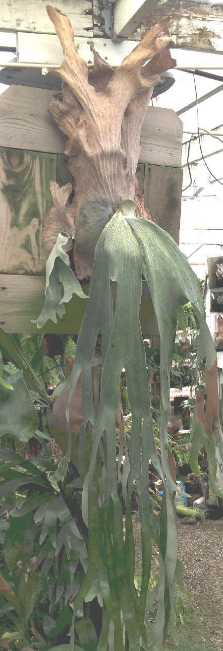 P. andinum in habitat