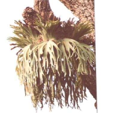 P. andinum specimen