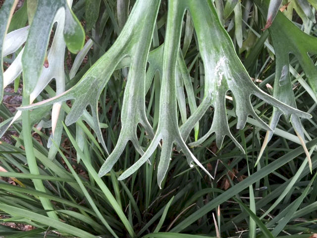 P. bifurcatum specimen