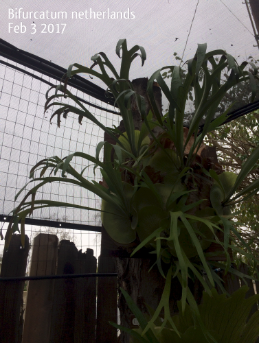 P. bifurcatum 'Netherlands' fronds