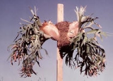 P. bifurcatum on tree