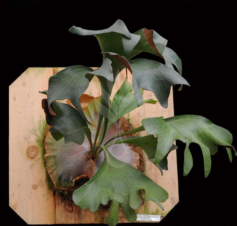 P. hillii cv. Bloomei