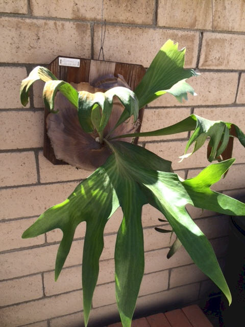 P. hillii Bloomei detail