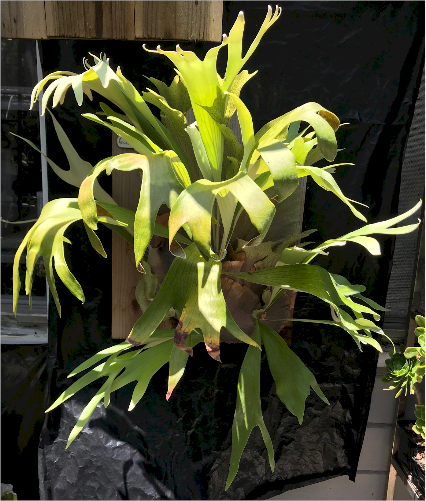 P. willinckii cv. Bloomei