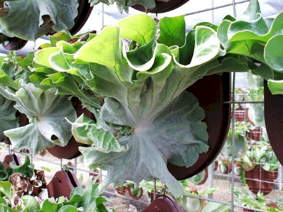 P. superbum 'Cabbage' form