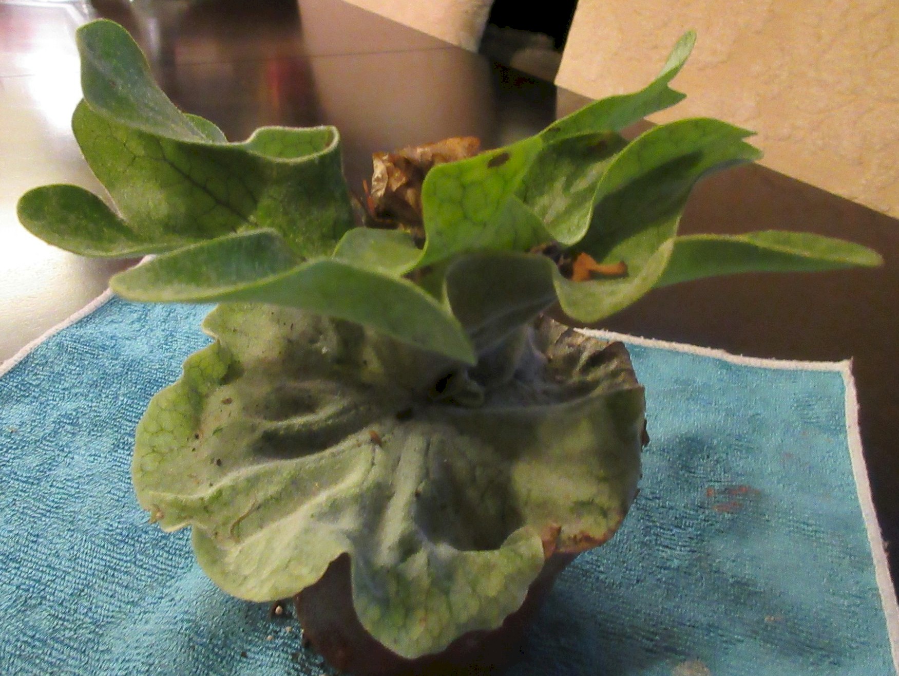 P. superbum dwarf cabbage