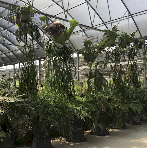 P. coronarium shield fronds