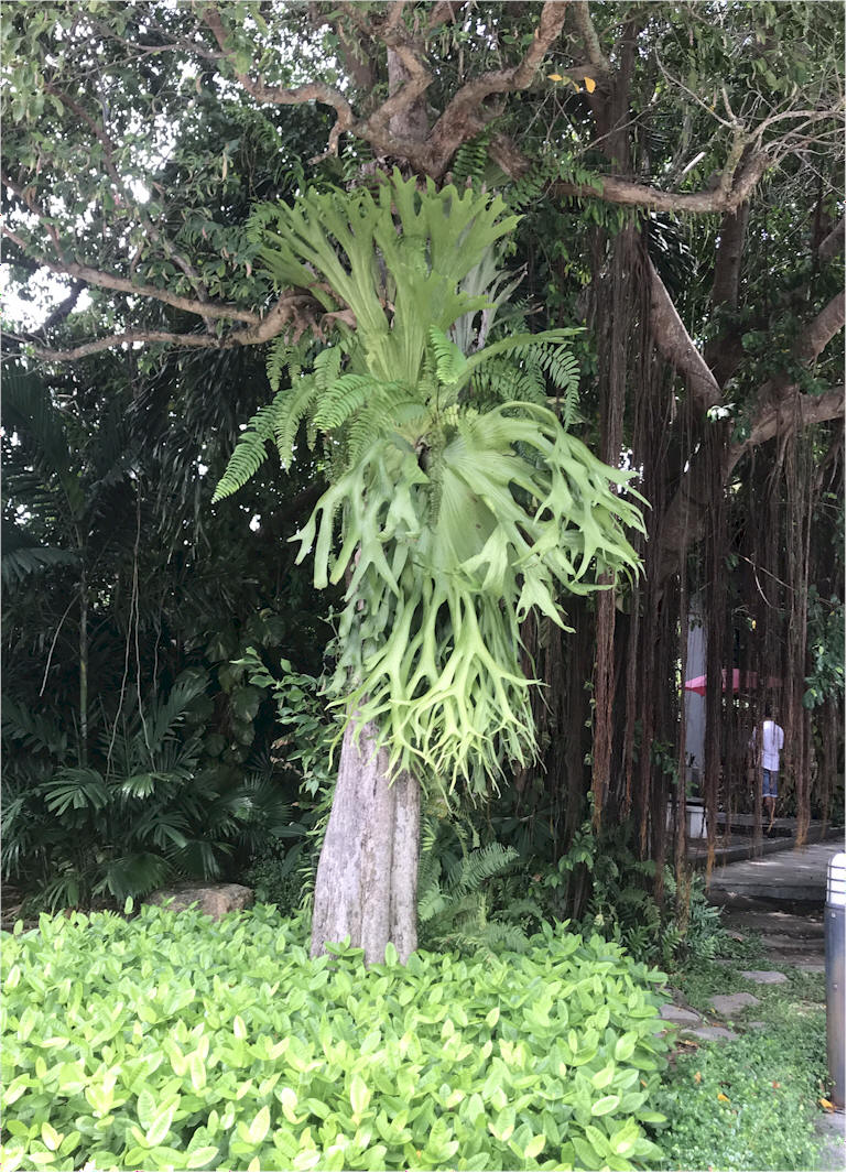 P. coronarium mounted