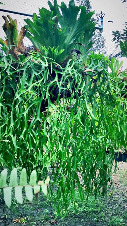 P. coronarium mature