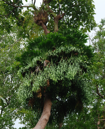 P. coronarium fertile fronds