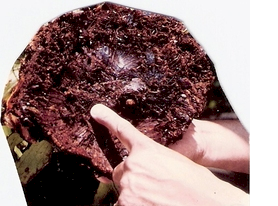 P. coronarium rhizome detail