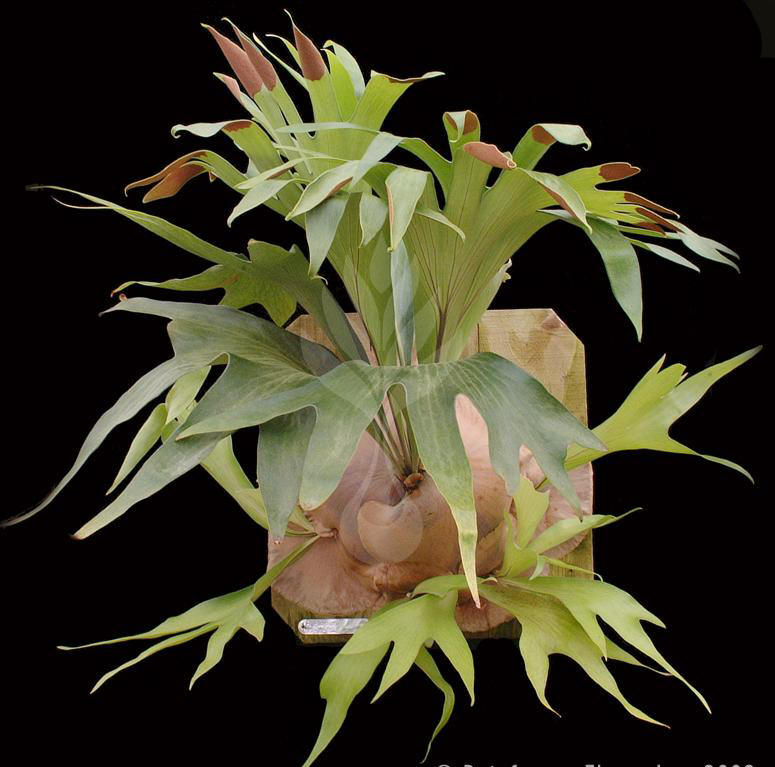 P. hillii cv. diversifolium
