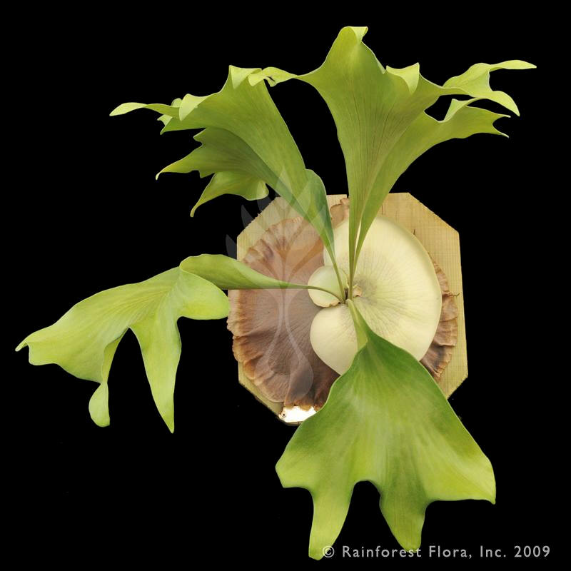 P. ellisii cv. diversifolium