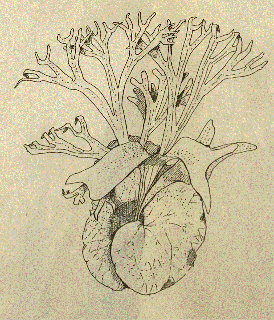 Line drawing of P. alcicorne