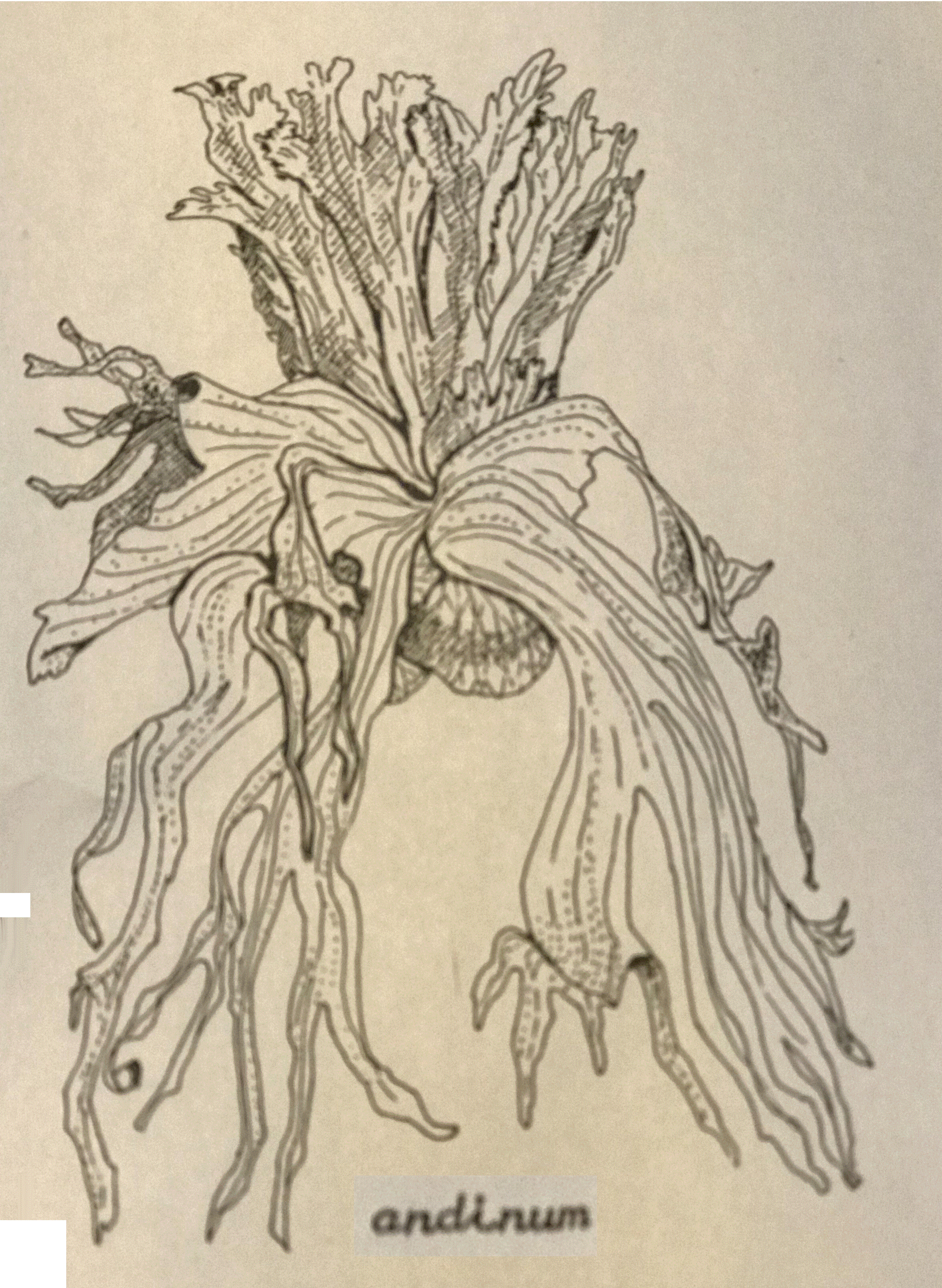 Line drawing of P. andinum