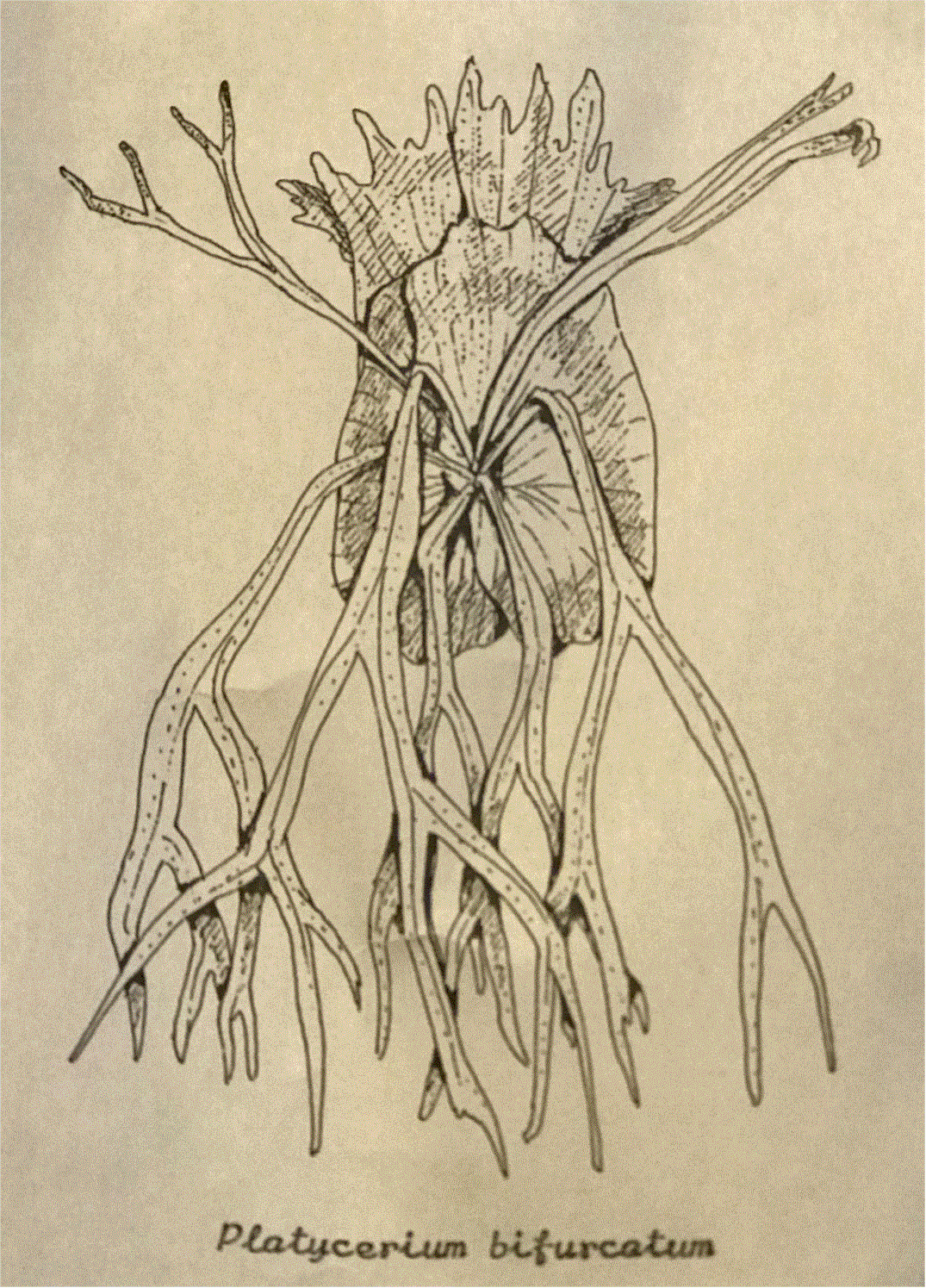 Line drawing of P. bifurcatum