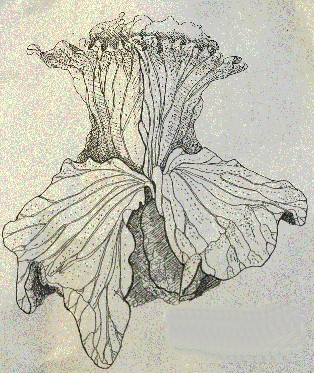 Drawing of P. elephantotis