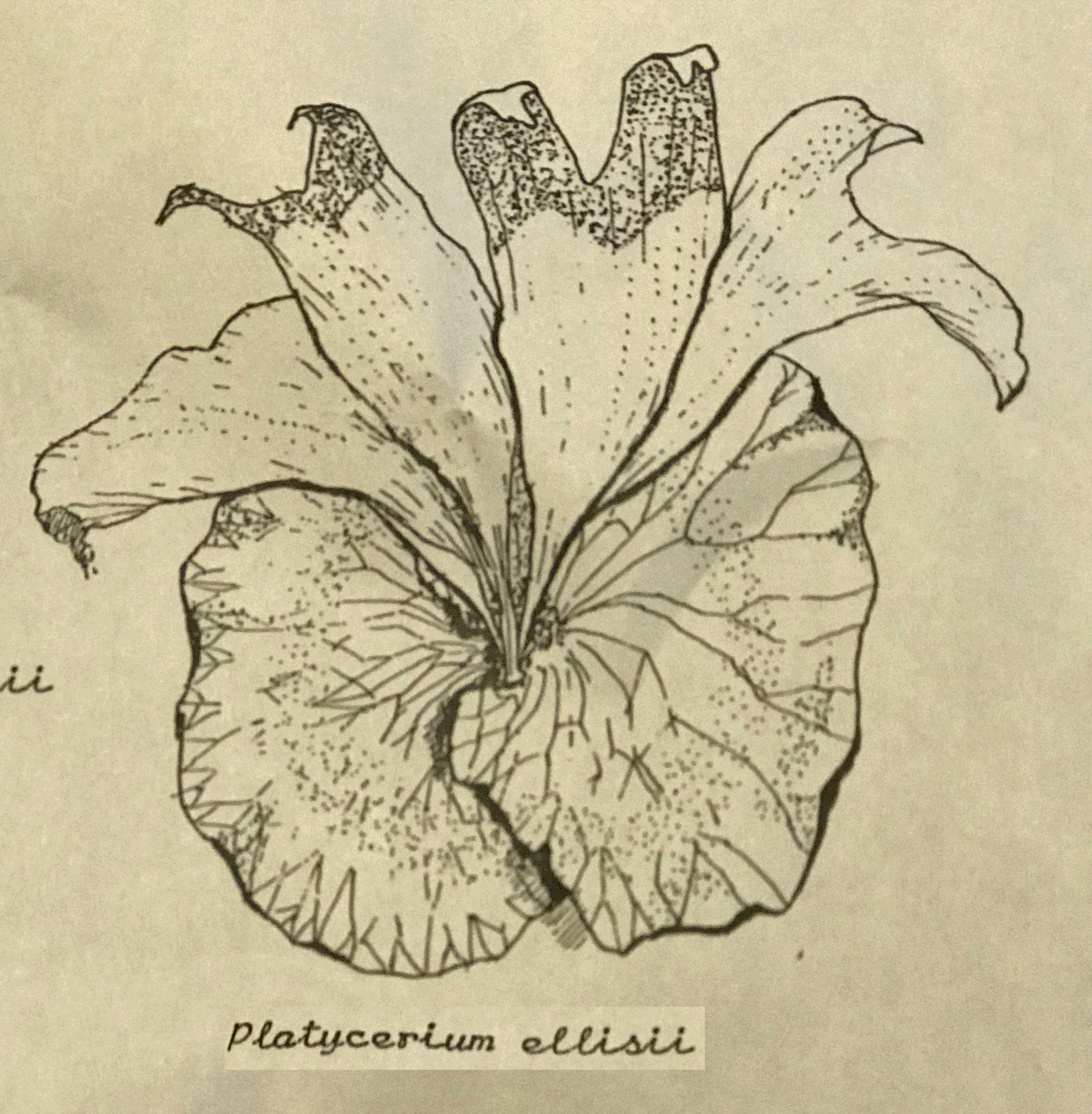 Line drawing of P. ellisii