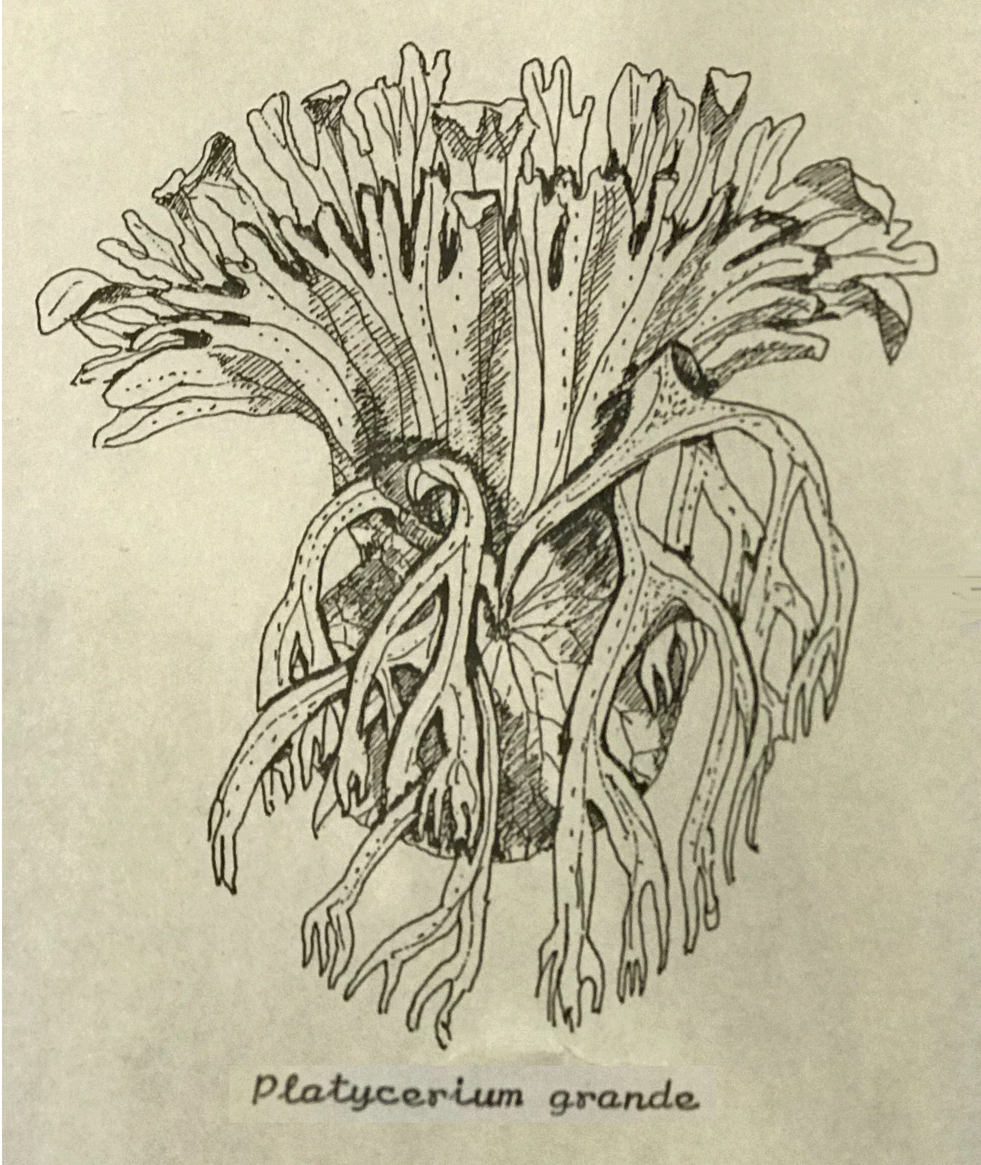 Line drawing of P. grande