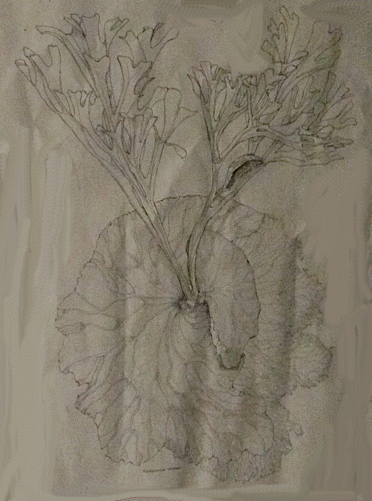 Line drawing of P. ridleyi