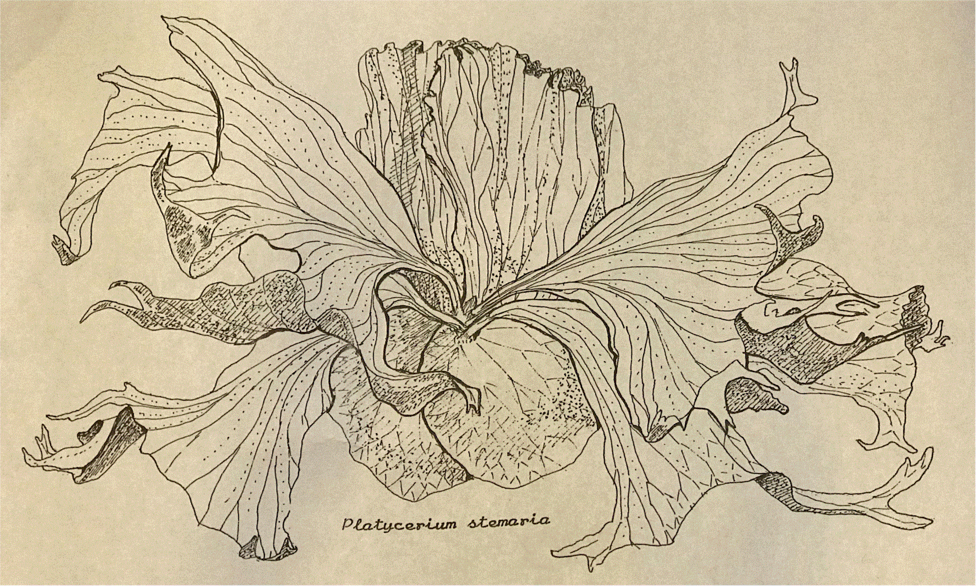 Line drawing of P. stemaria