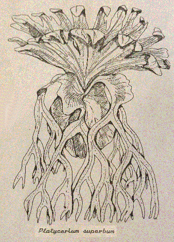Line drawing of P. superbum