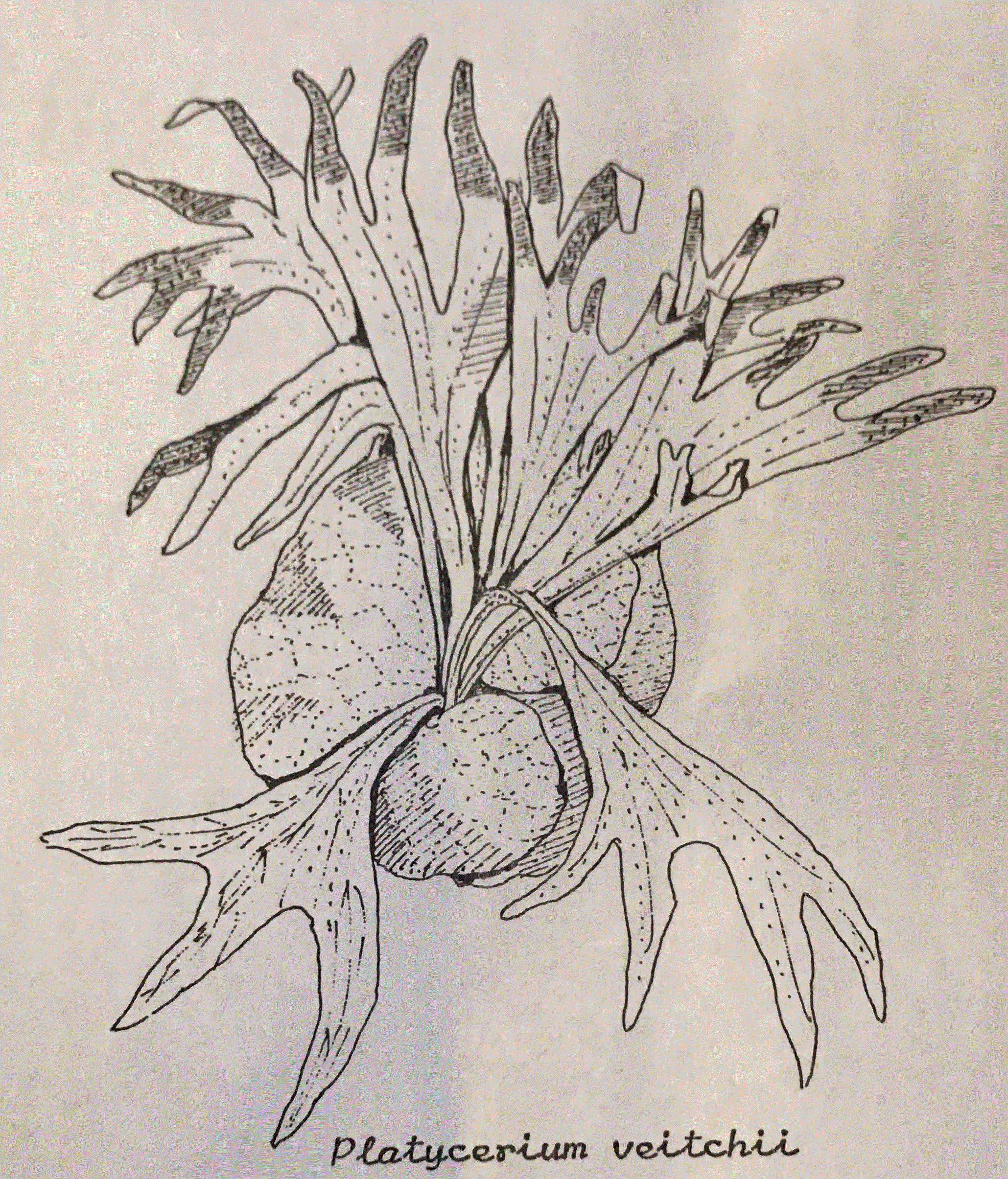Line drawing of P. veitchii