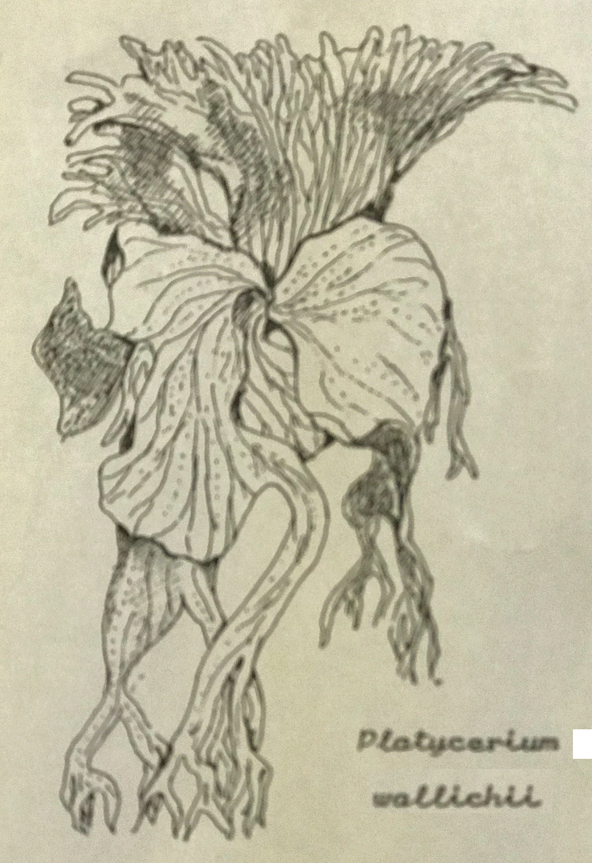 Line drawing of P. wallichii