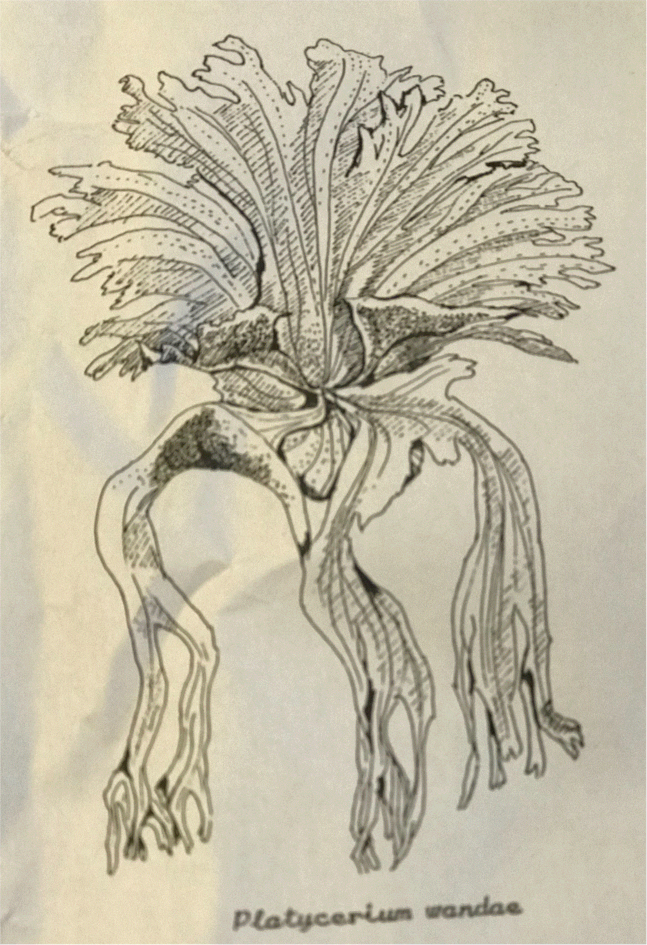 Line drawing of P. wandae