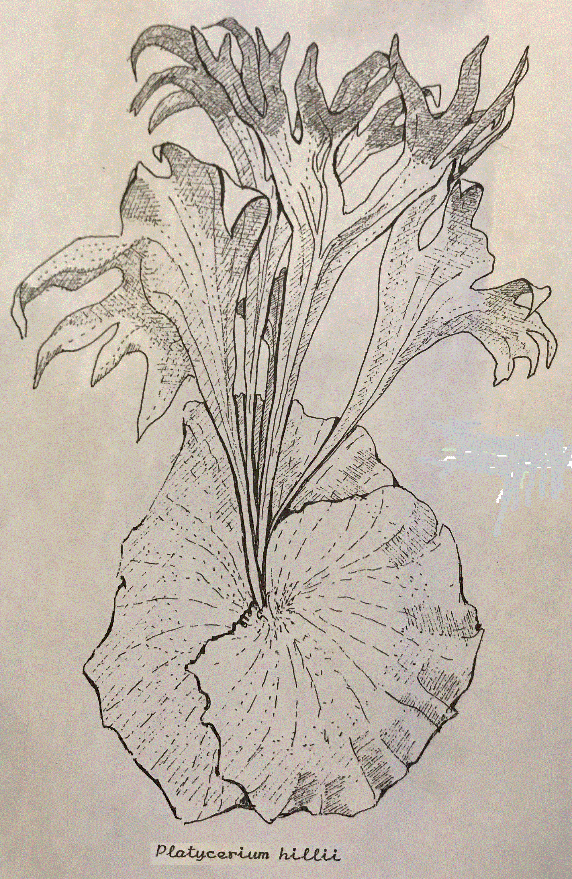 Line drawing of P. hillii