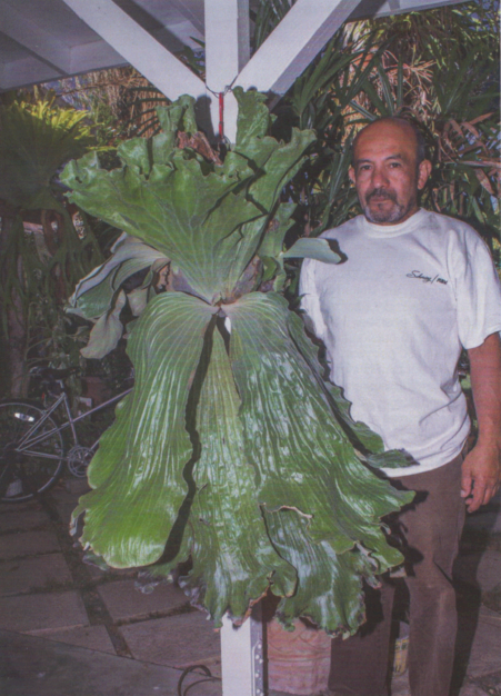 P. elemaria hybrid
