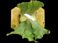 P. elemaria cv. Sanchez