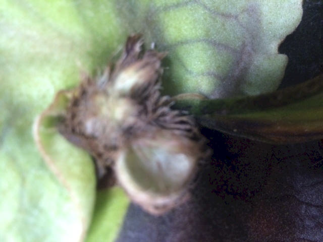 P. elephantotis bud hair detail