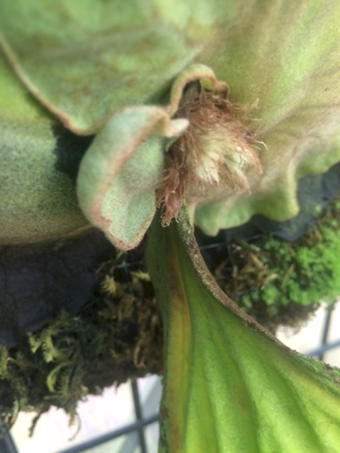 P. elephantotis frond hair