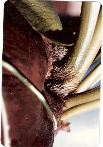 P. ellisii bud