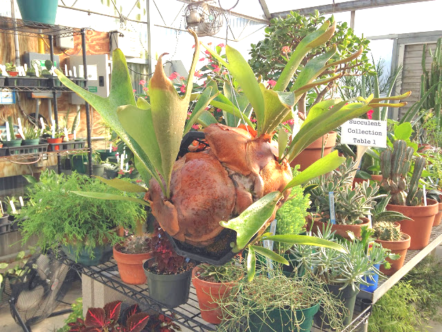 P. ellisii specimen