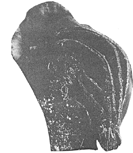 P. ellisii shield frond