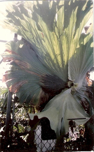 P. grande mature