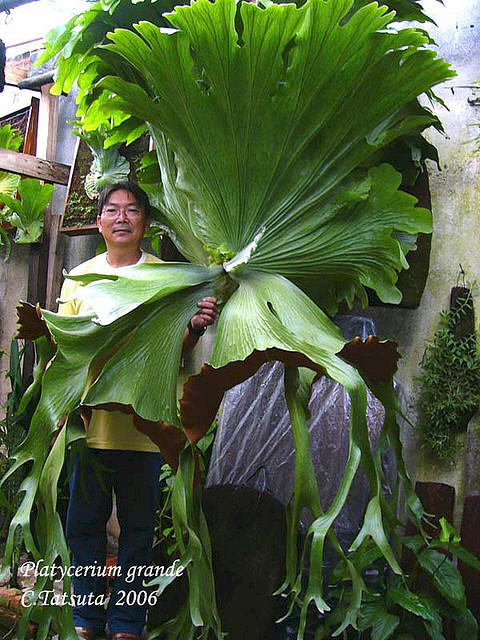 P. grande fronds