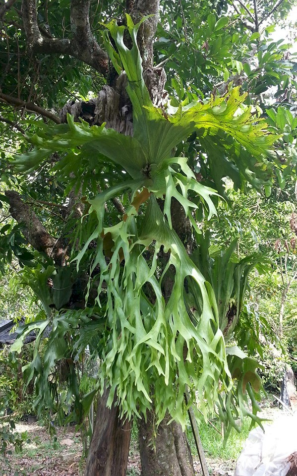 P. holttumii specimen