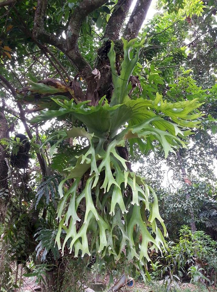 P. holttumii fronds