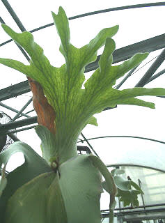 P. andinum detail