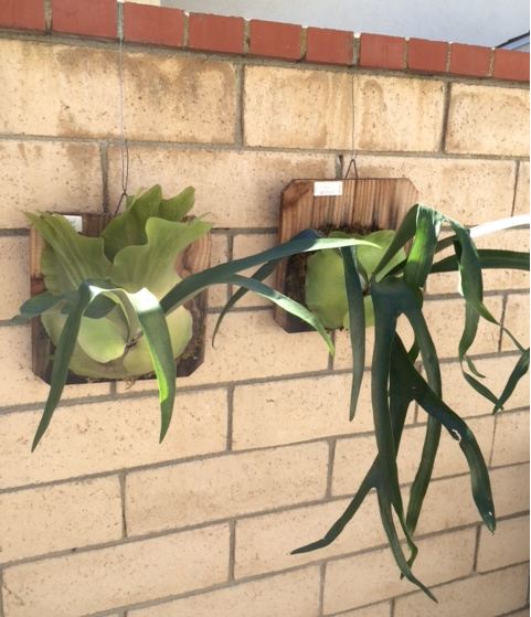 P. bifurcatum cv. Kingii