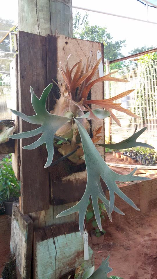 P. veitchii 'Lemoinei'